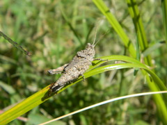 Ommexecha virens