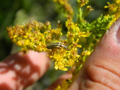 Chauliognathus scriptus
