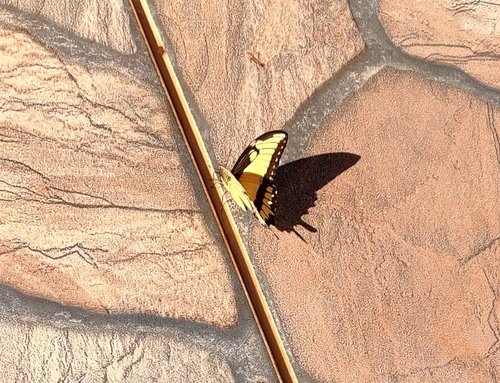 Astyalus Swallowtail photo 5