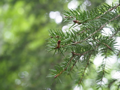 Picea torano iNat (2)