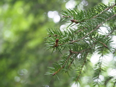 Picea polita