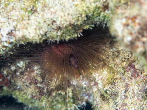 Lissodiadema purpureum, 2025-09-06