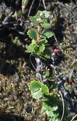 Betula michauxii