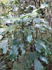 Dendropanax arboreus