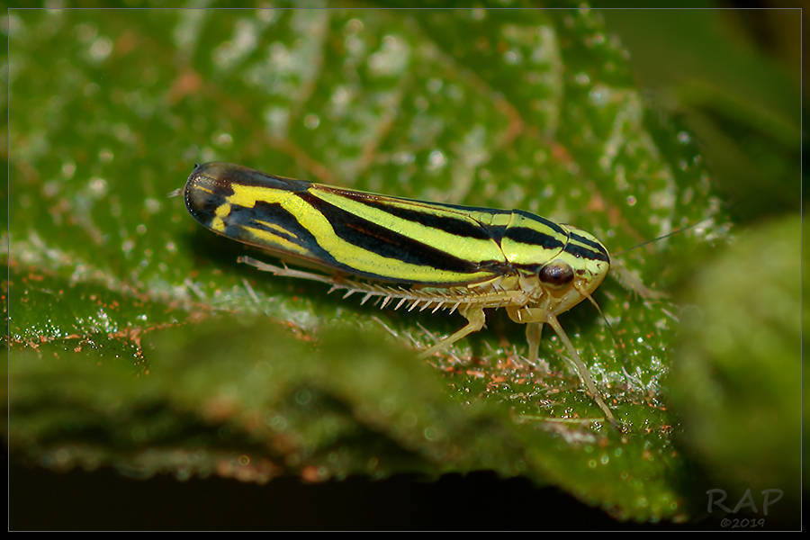 Sibovia sagata