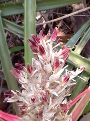 Bromelia balansae