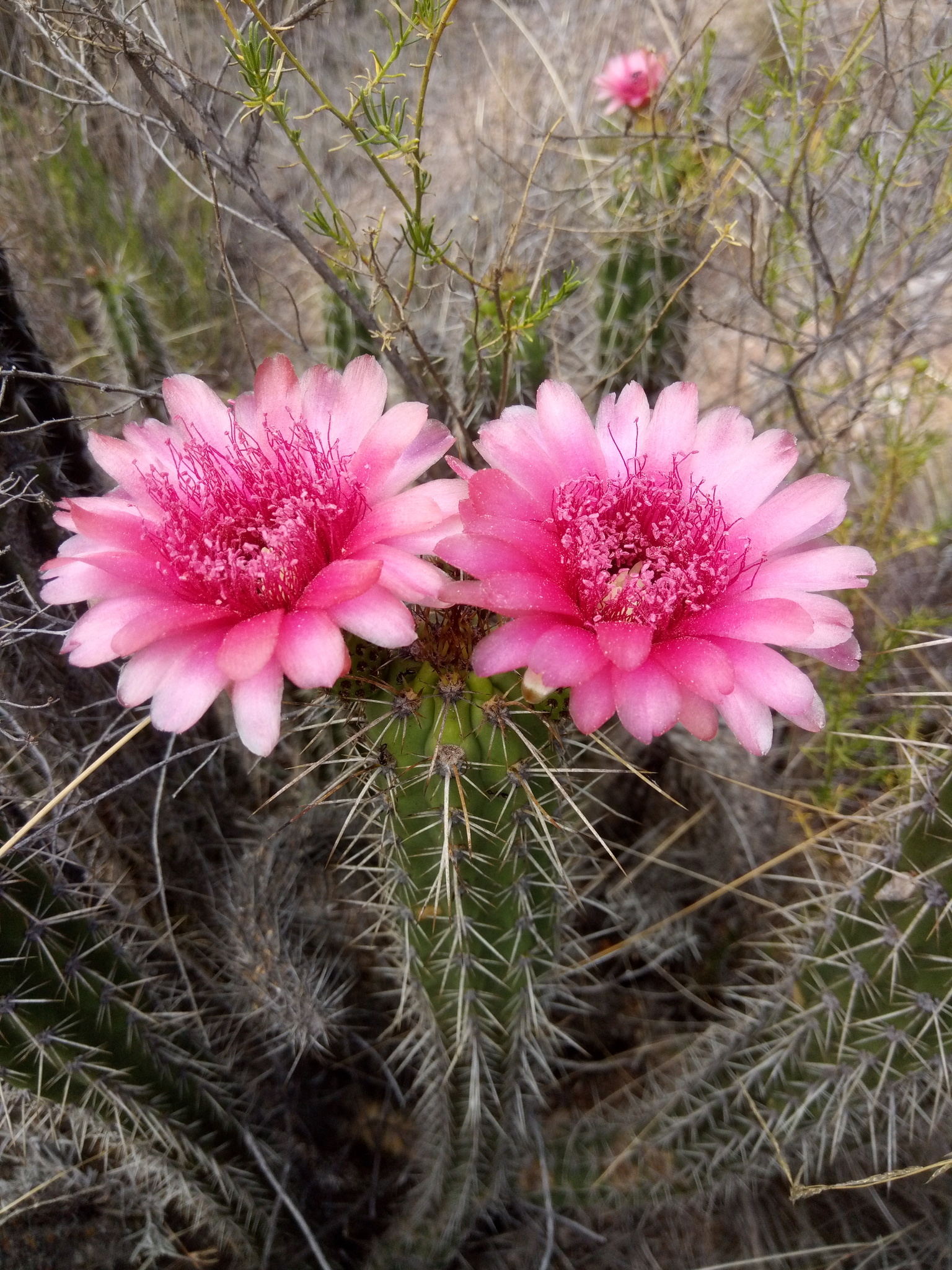 Corryocactus melanotrichus