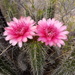 Corryocactus melanotrichus - Photo (c) alfredo_f_fuentes, some rights reserved (CC BY-NC), uploaded by alfredo_f_fuentes