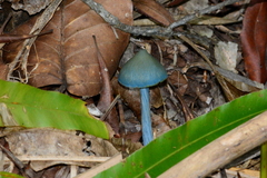 Entoloma virescens
