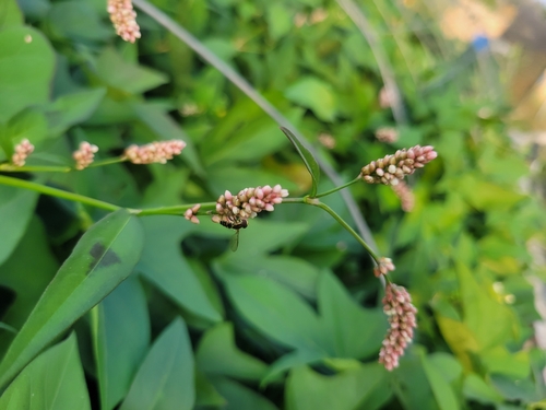 Unknown species found near Victoria, BC V8Z 2E6, Canada