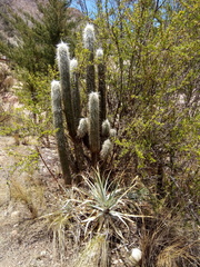 Oreocereus pseudofossulatus