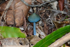 Entoloma virescens