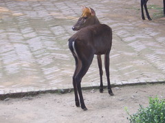 Black Muntjac photo 3