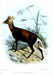 Black Muntjac photo 4