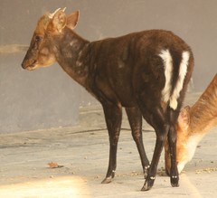 Black Muntjac photo 2