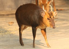 Black Muntjac photo 1