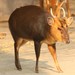 Black Muntjac - Photo (c) J. Patrick Fischer, some rights reserved (CC BY)