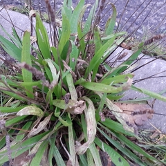 Plantago lanceolata