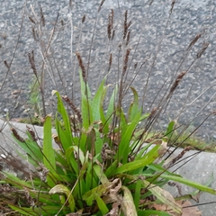 Plantago lanceolata