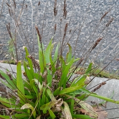 Plantago lanceolata
