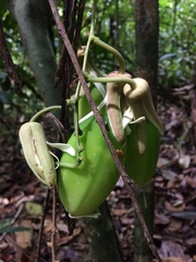 Passiflora contracta