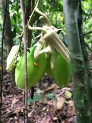 Passiflora contracta