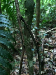 Passiflora contracta