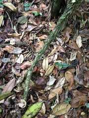 Passiflora contracta