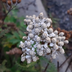 Achillea millefolium