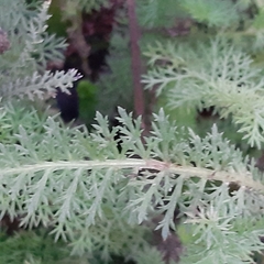 Achillea millefolium