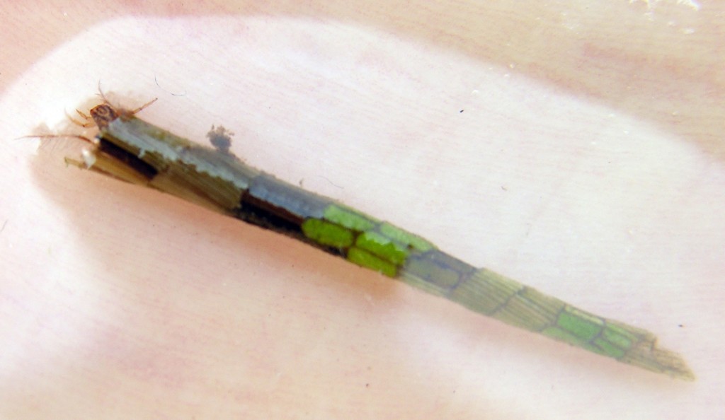 bicolor sedge