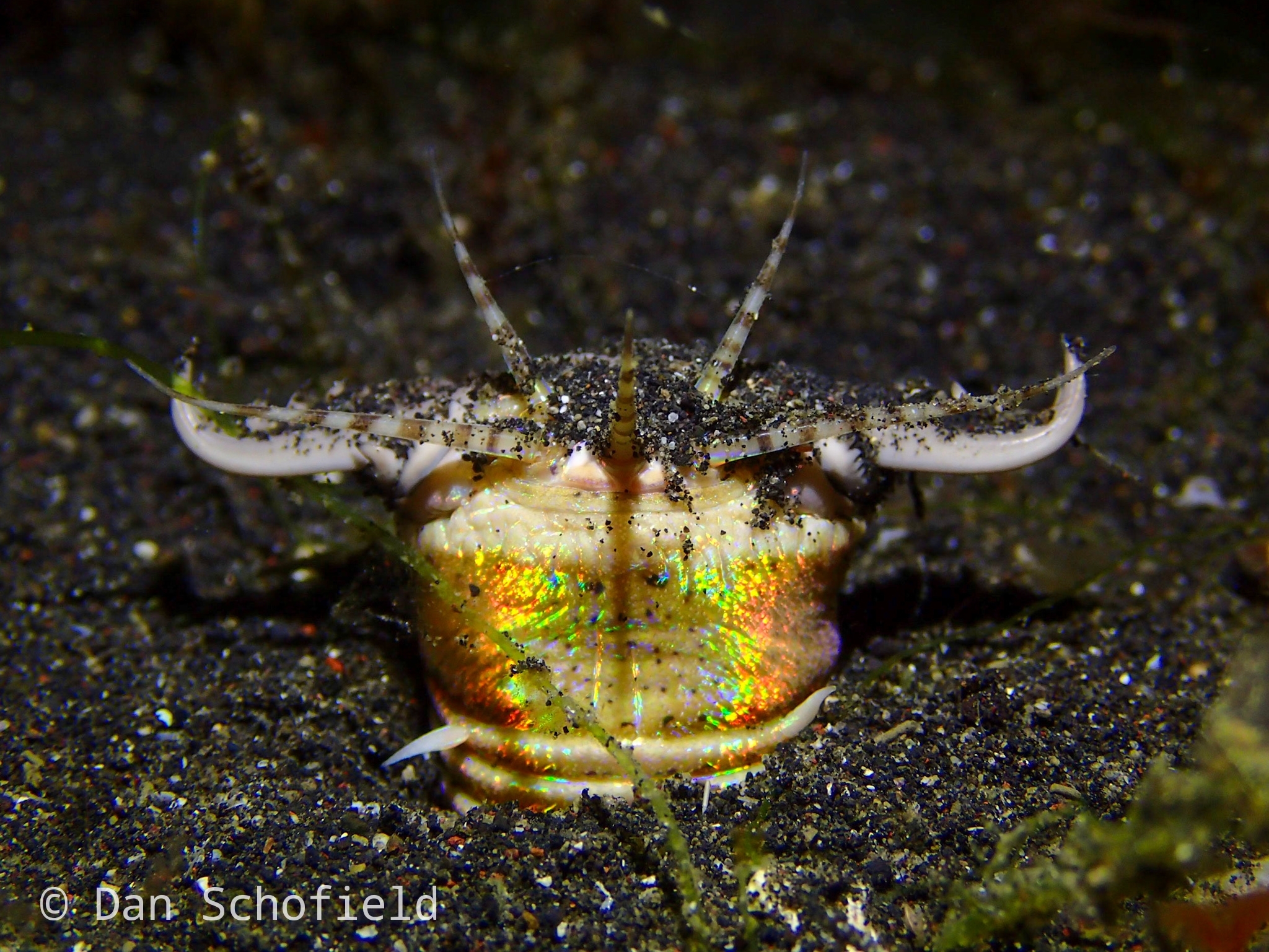 Sand Striker (Eunice aphroditois) · iNaturalist