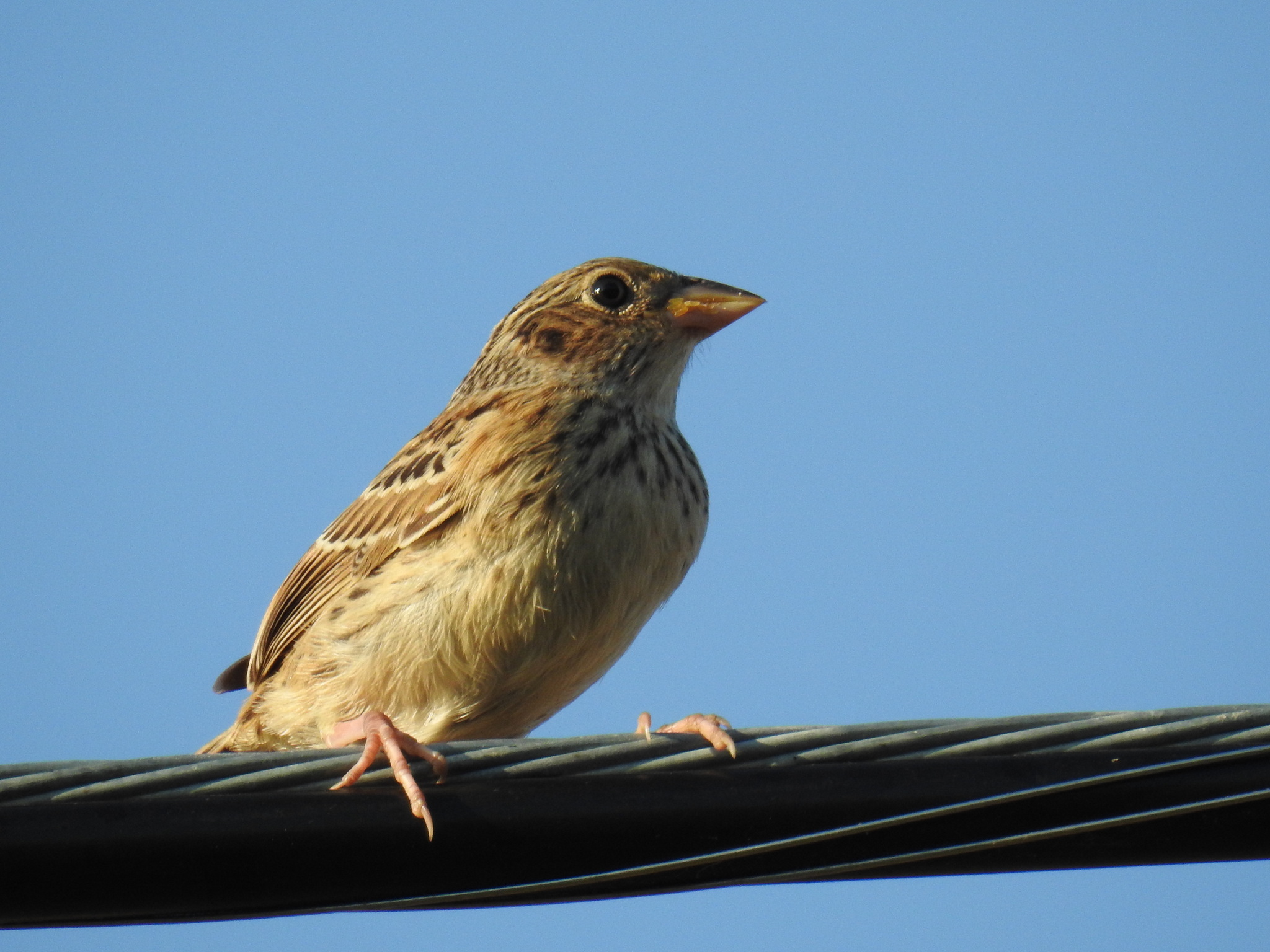 Ammodramus savannarum (J.F.Gmelin, 1789)