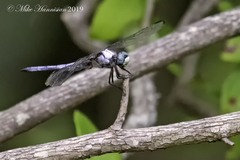 Libellula vibrans