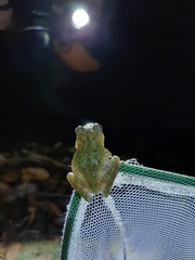 Kurixalus berylliniris