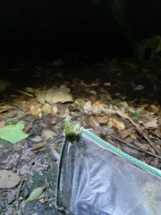 Kurixalus berylliniris