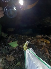 Kurixalus berylliniris