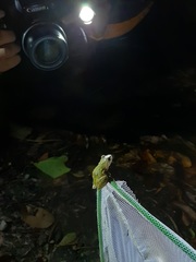 Kurixalus berylliniris