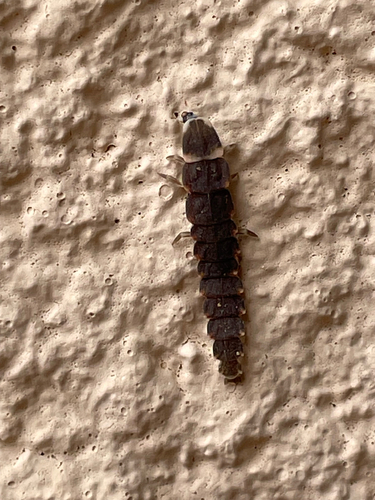 Pleotomus nigripennis