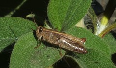 Calliptamus plebeius