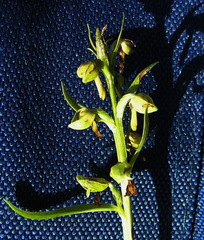 Platanthera tipuloides