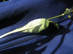 Platanthera tipuloides