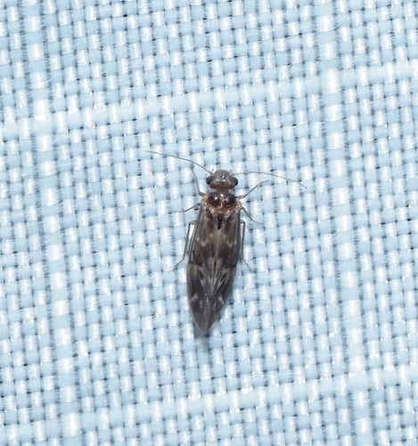 Peripsocus subfasciatus photo 6