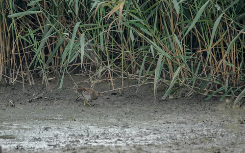 Spotted Crake, 2761 Zevenhuizen, Nederland, photo 8 of 10