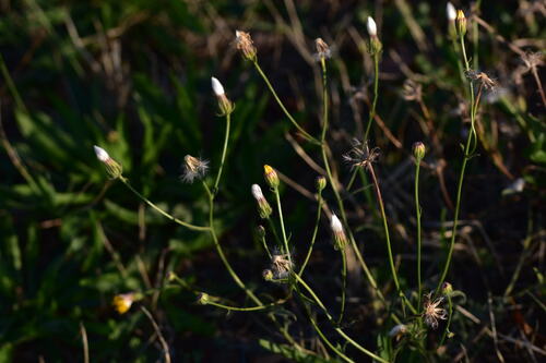 Crepis setosa iNat (2)