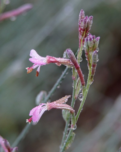 Pinyon Evening Primrose (Oenothera podocarpa)