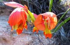 Gladiolus speciosus