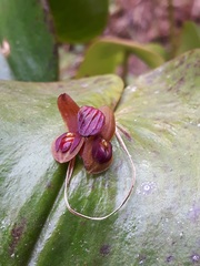 Pleurothallis cordata