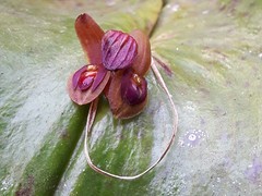 Pleurothallis cordata