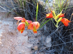 Gladiolus speciosus